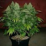 weed 1