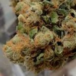weed 4