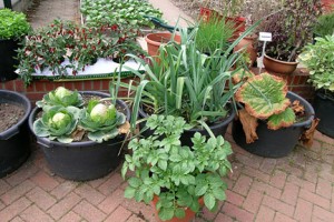 garden 1
