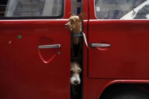 Dogs look out from a canine car in Mexico City