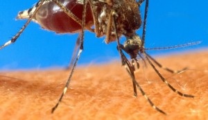 mosquitos 1