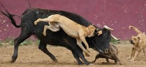 pit bull attack