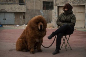 chinese dog