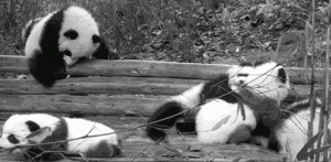 panda pot