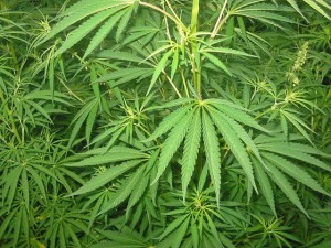 low thc