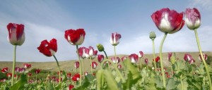 opium
