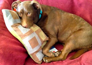 dog flu
