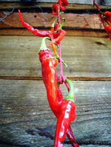 peppers 4