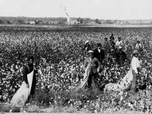pick cotton