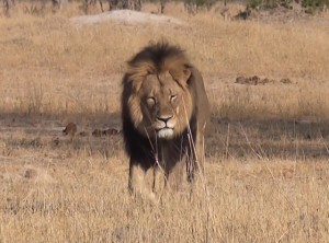 cecil dentist