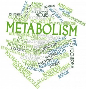 metabolism