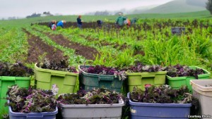 food waste