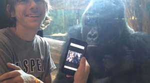 gorilla phone 2