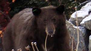 bears