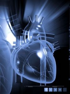 human heart
