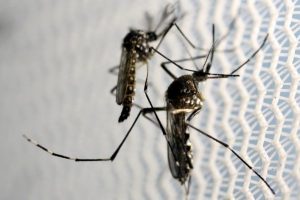 zika nyc