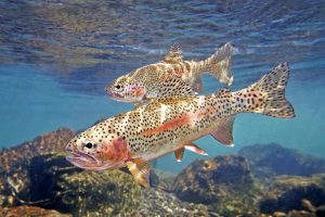 rainbow-trout